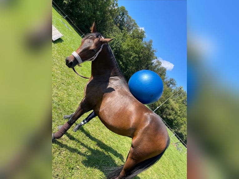 Deutsches Sportpferd Stute 8 Jahre 163 cm Brauner in Nordheim