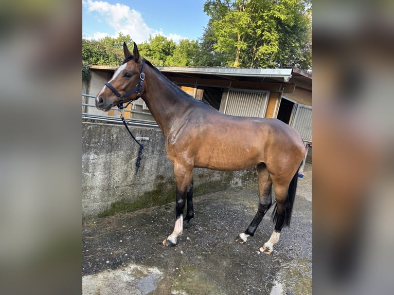 Deutsches Sportpferd Stute 8 Jahre 163 cm Brauner in Günzburg