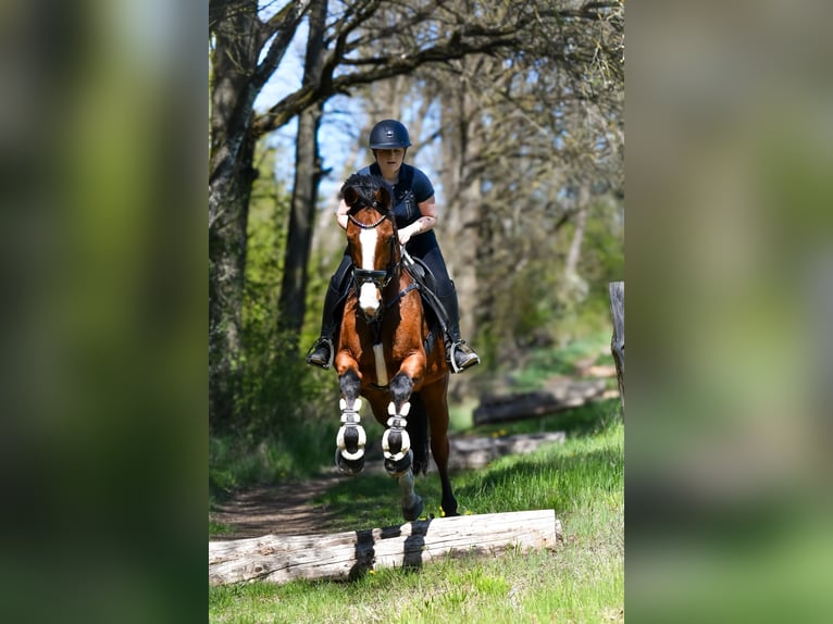 Deutsches Sportpferd Stute 8 Jahre 163 cm Brauner in Müncheberg