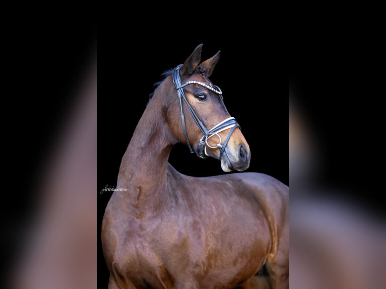 Deutsches Sportpferd Stute 8 Jahre 164 cm Brauner in Lehrberg