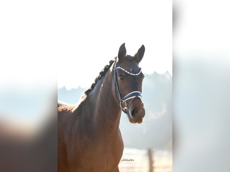 Deutsches Sportpferd Stute 8 Jahre 164 cm Brauner in Lehrberg