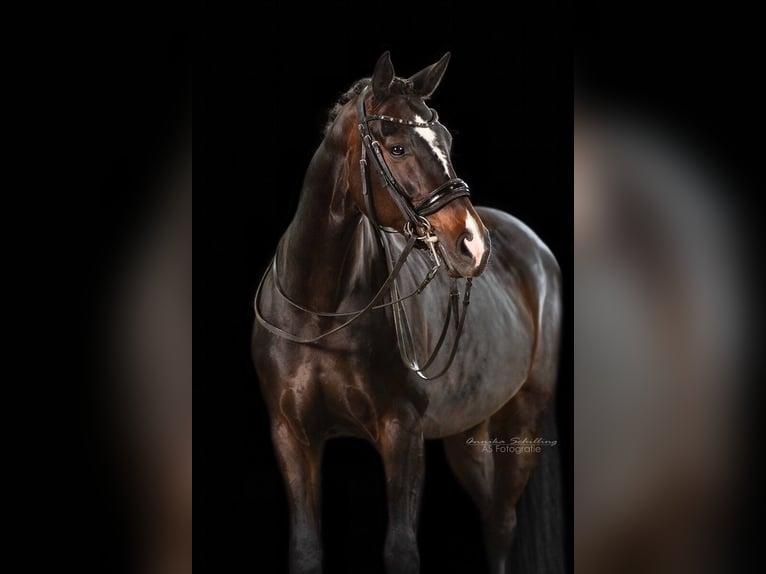 Deutsches Sportpferd Stute 8 Jahre 164 cm Dunkelbrauner in Herrenberg