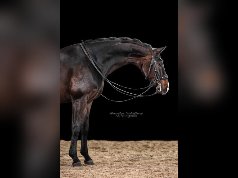 Deutsches Sportpferd Stute 8 Jahre 164 cm Dunkelbrauner in Herrenberg