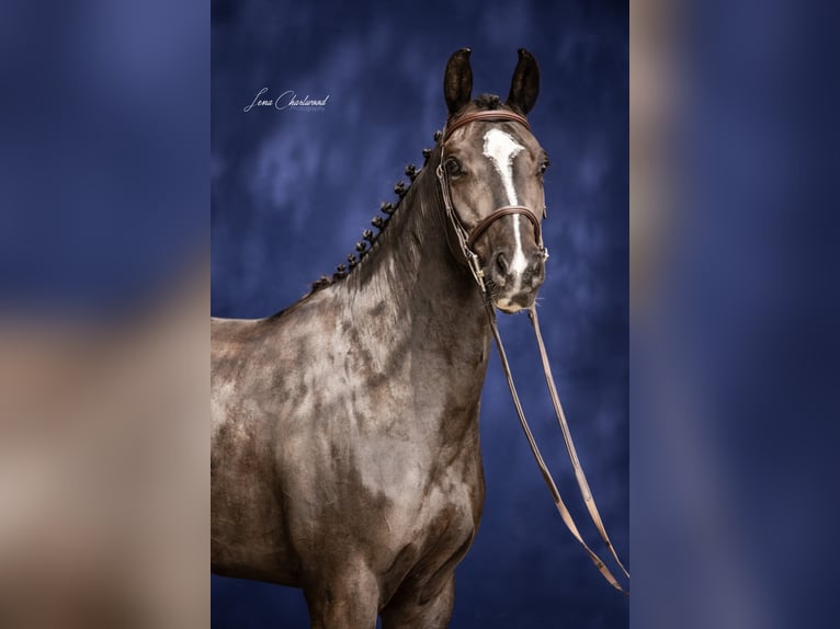 Deutsches Sportpferd Stute 8 Jahre 164 cm Rappe in Mengen