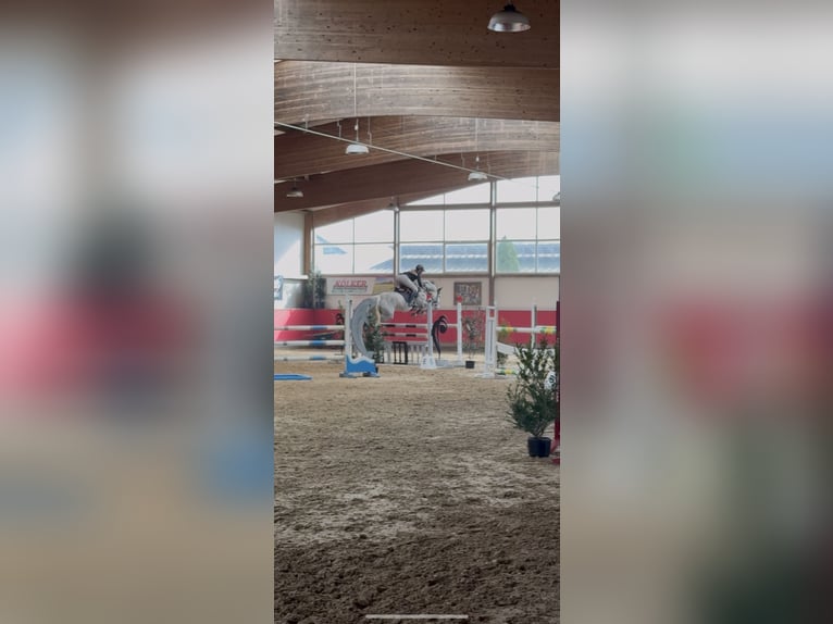 Deutsches Sportpferd Stute 8 Jahre 165 cm Apfelschimmel in Emstek