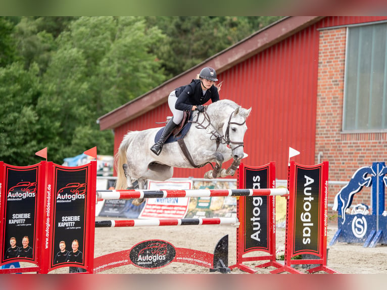 Deutsches Sportpferd Stute 8 Jahre 165 cm Apfelschimmel in Emstek