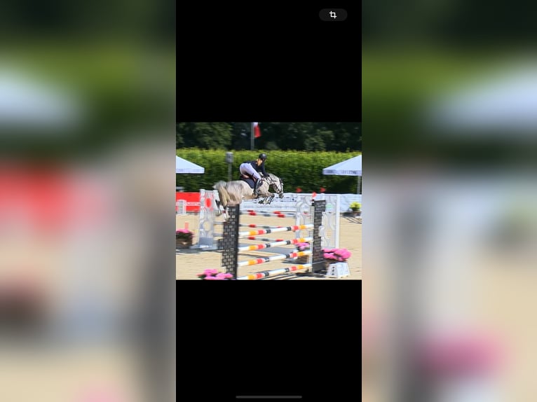 Deutsches Sportpferd Stute 8 Jahre 165 cm Apfelschimmel in Emstek