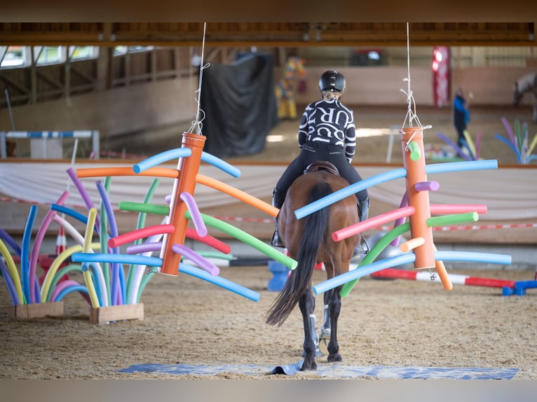 Deutsches Sportpferd Stute 8 Jahre 165 cm Brauner in Bodnegg