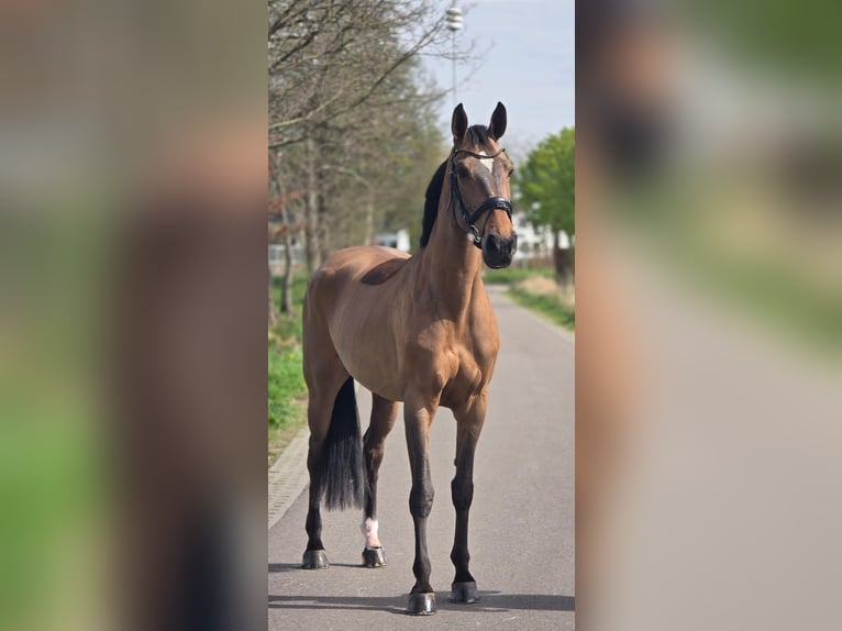 Deutsches Sportpferd Stute 8 Jahre 165 cm Brauner in Someren