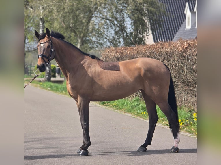 Deutsches Sportpferd Stute 8 Jahre 165 cm Brauner in Someren