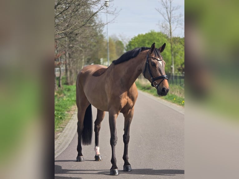 Deutsches Sportpferd Stute 8 Jahre 165 cm Brauner in Someren