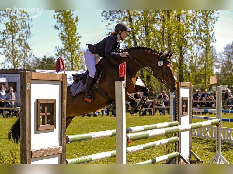 Deutsches Sportpferd Stute 8 Jahre 165 cm Brauner in Cottbus