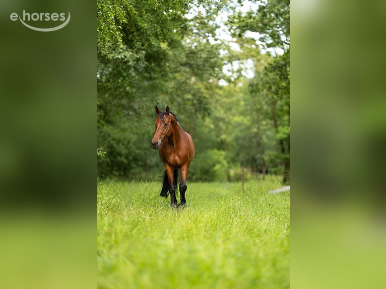 Deutsches Sportpferd Stute 8 Jahre 165 cm Brauner in Cottbus