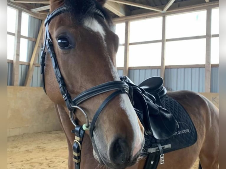 Deutsches Sportpferd Stute 8 Jahre 165 cm Brauner in Marienberg