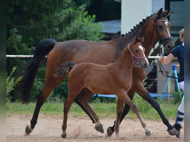 Deutsches Sportpferd Stute 8 Jahre 165 cm Brauner in Marienberg