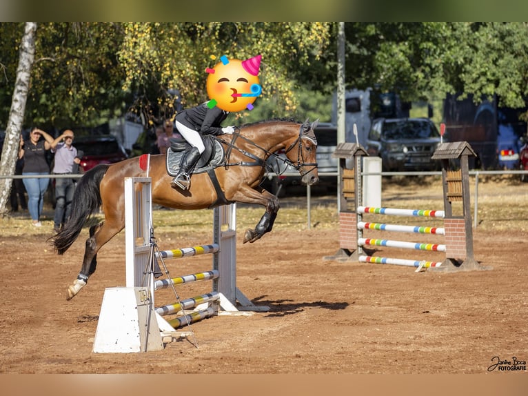 Deutsches Sportpferd Stute 8 Jahre 165 cm Brauner in Schauerberg