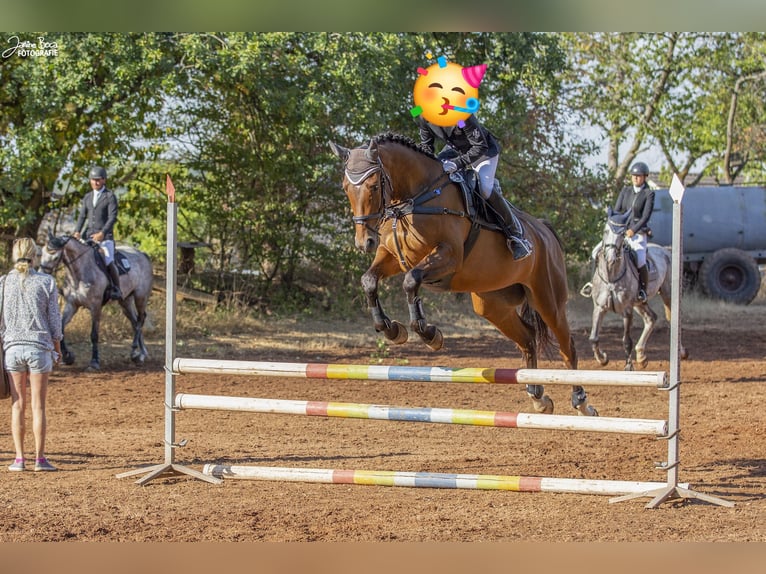 Deutsches Sportpferd Stute 8 Jahre 165 cm Brauner in Schauerberg