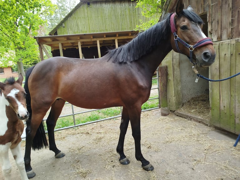 Deutsches Sportpferd Stute 8 Jahre 165 cm Brauner in Jesteburg