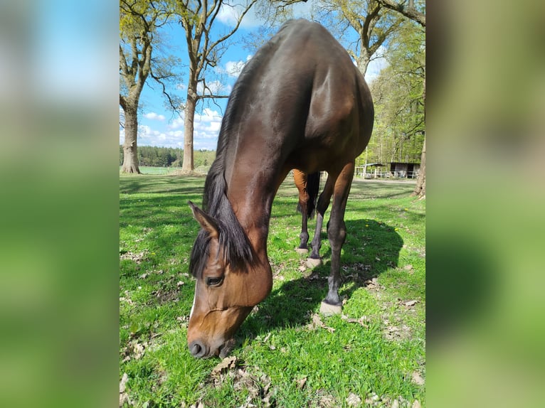 Deutsches Sportpferd Stute 8 Jahre 165 cm Brauner in Jesteburg