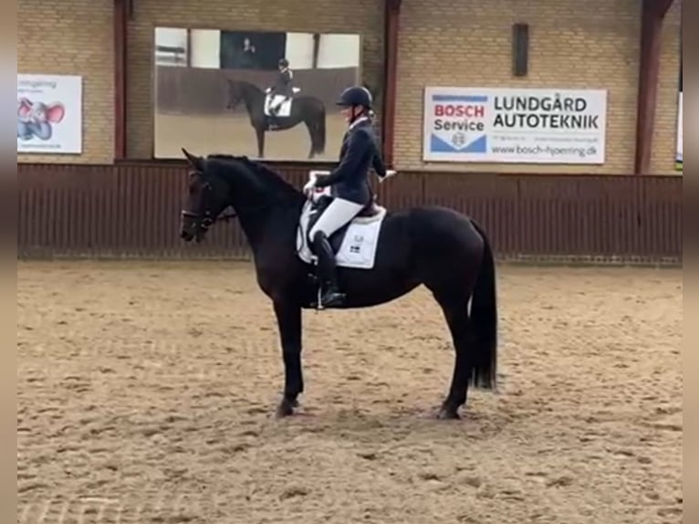 Deutsches Sportpferd Stute 8 Jahre 165 cm Dunkelbrauner in Hj&#xF8;rring