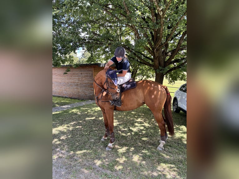 Deutsches Sportpferd Stute 8 Jahre 165 cm Dunkelfuchs in Hebertshausen