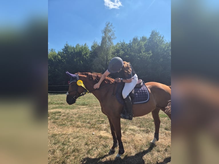 Deutsches Sportpferd Stute 8 Jahre 165 cm Dunkelfuchs in Hebertshausen