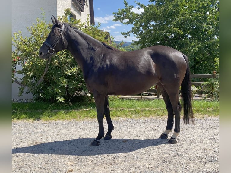 Deutsches Sportpferd Stute 8 Jahre 165 cm Rappe in Neustadt in Sachsen