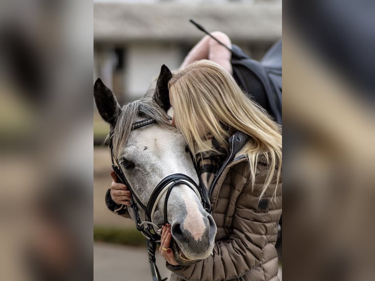 Deutsches Sportpferd Stute 8 Jahre 165 cm Schimmel in Michendorf
