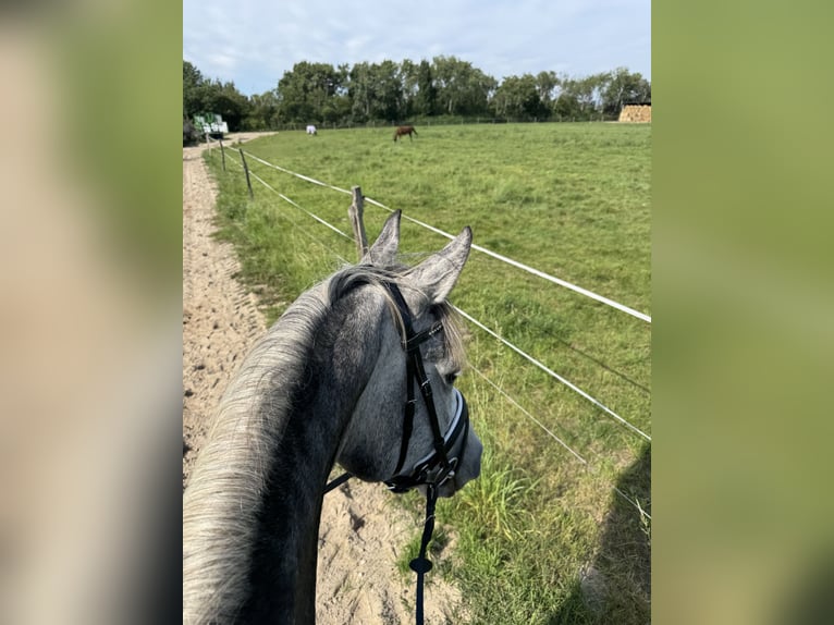 Deutsches Sportpferd Stute 8 Jahre 165 cm Schimmel in Michendorf