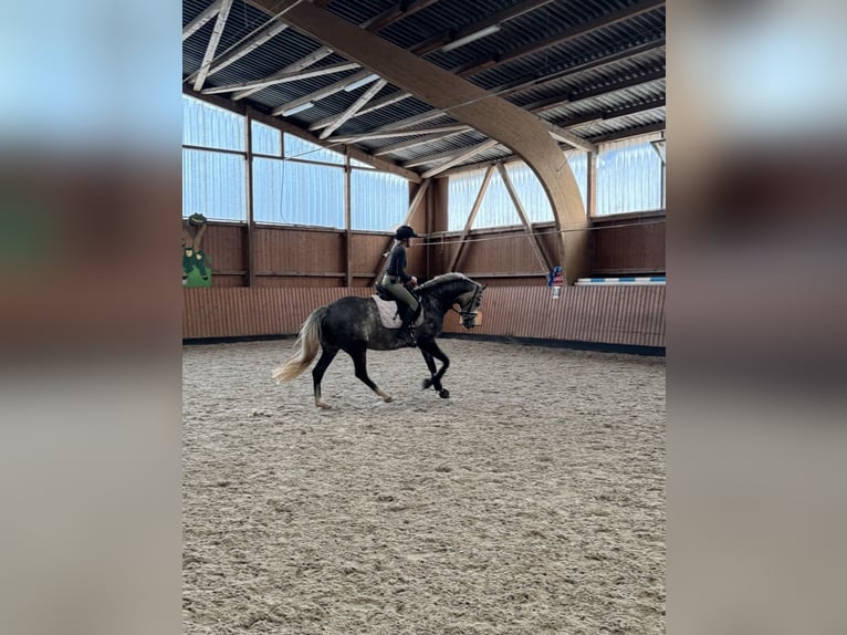 Deutsches Sportpferd Stute 8 Jahre 165 cm Schimmel in Michendorf