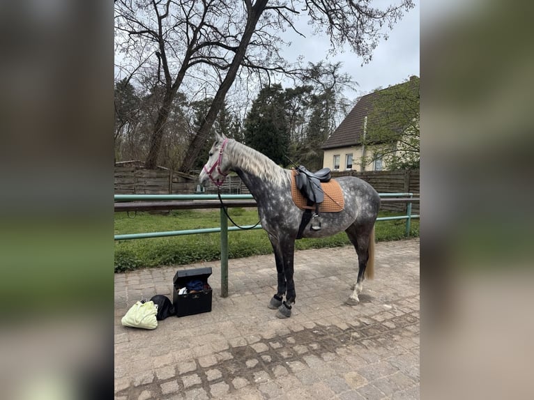 Deutsches Sportpferd Stute 8 Jahre 165 cm Schimmel in Michendorf