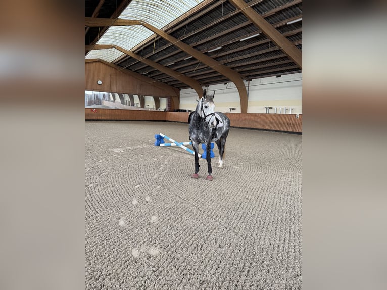 Deutsches Sportpferd Stute 8 Jahre 165 cm Schimmel in Michendorf