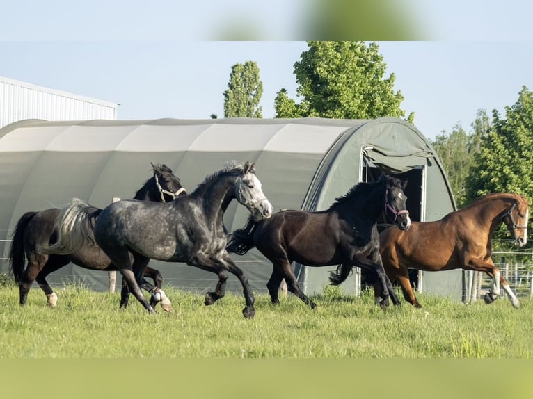 Deutsches Sportpferd Stute 8 Jahre 165 cm Schimmel in Michendorf