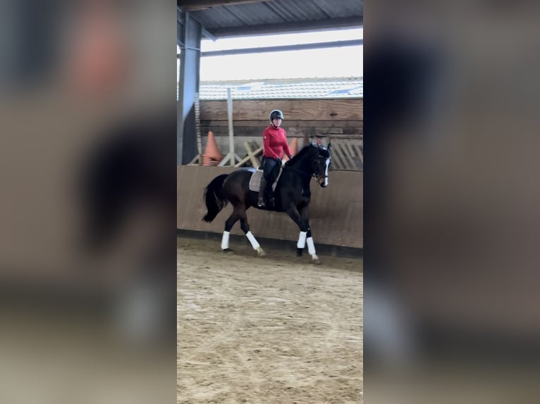 Deutsches Sportpferd Stute 8 Jahre 165 cm Schwarzbrauner in Übach-Palenberg