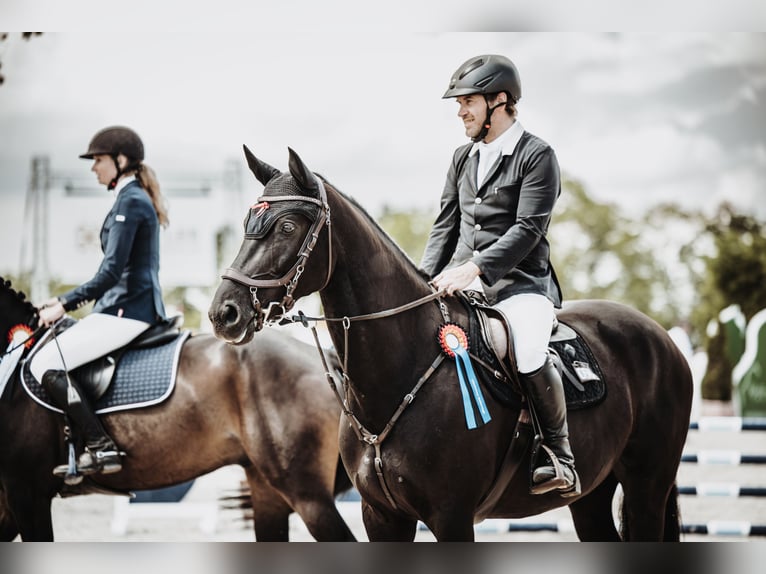 Deutsches Sportpferd Stute 8 Jahre 165 cm Schwarzbrauner in Glashütte