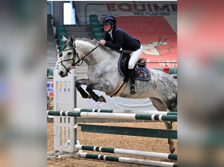 Deutsches Sportpferd Stute 8 Jahre 166 cm Apfelschimmel in Sankt Gangloff