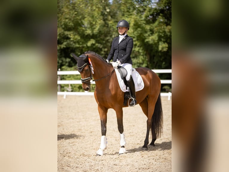 Deutsches Sportpferd Stute 8 Jahre 166 cm Brauner in Prussendorf/ Zörbig