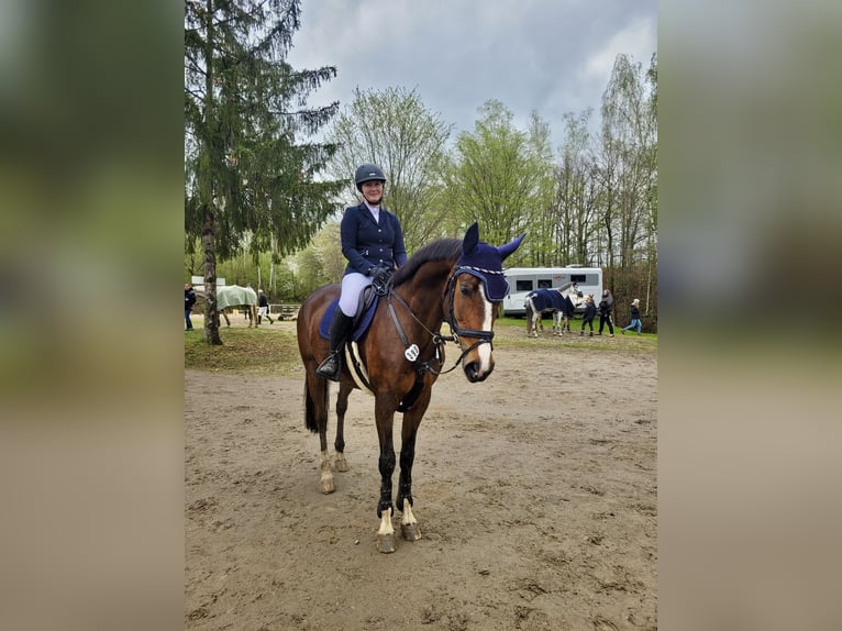 Deutsches Sportpferd Stute 8 Jahre 166 cm Brauner in Großpösna