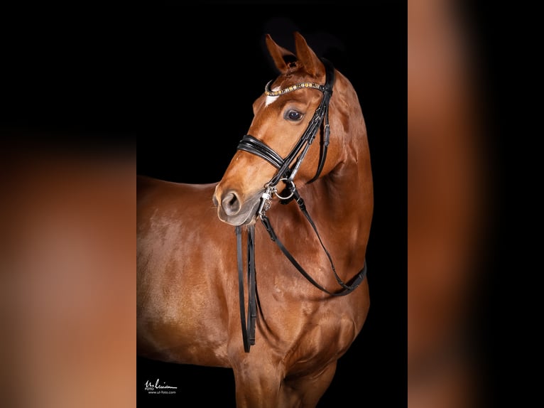 Deutsches Sportpferd Stute 8 Jahre 166 cm Fuchs in Herrenberg