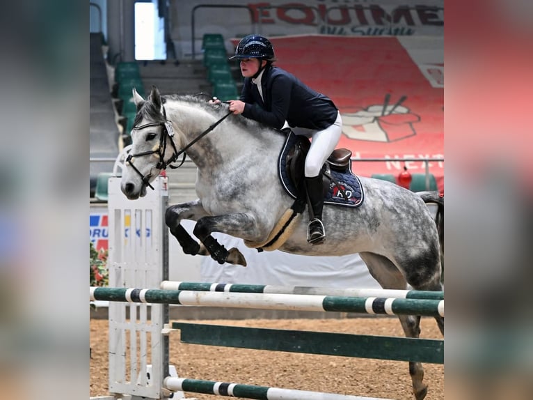 Deutsches Sportpferd Stute 8 Jahre 166 cm Schimmel in Ilmenau