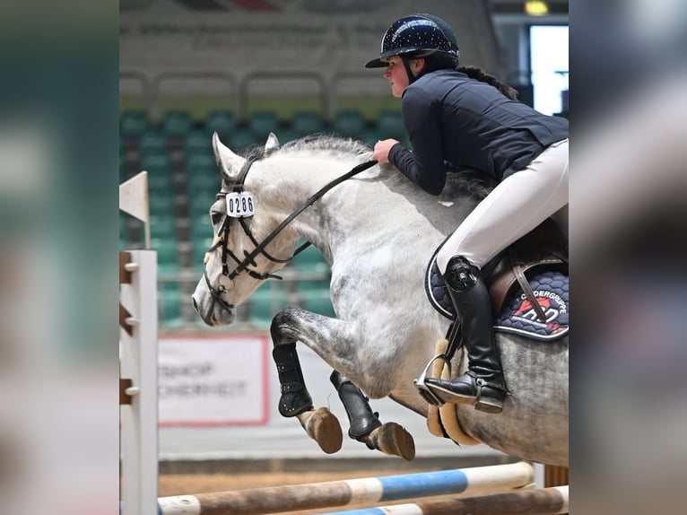 Deutsches Sportpferd Stute 8 Jahre 166 cm Schimmel in Ilmenau