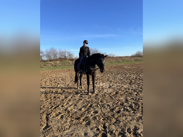 Deutsches Sportpferd Stute 8 Jahre 166 cm Schwarzbrauner in Stendal