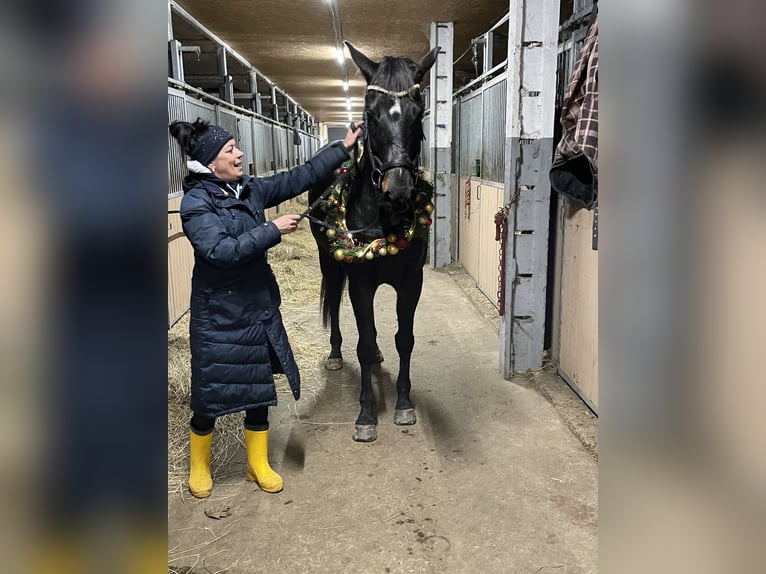 Deutsches Sportpferd Stute 8 Jahre 166 cm Schwarzbrauner in Stendal