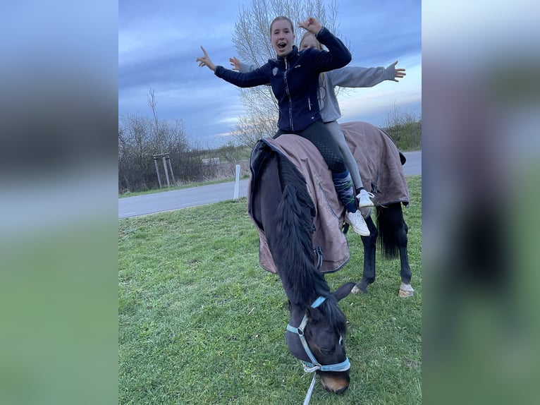 Deutsches Sportpferd Stute 8 Jahre 166 cm Schwarzbrauner in Stendal
