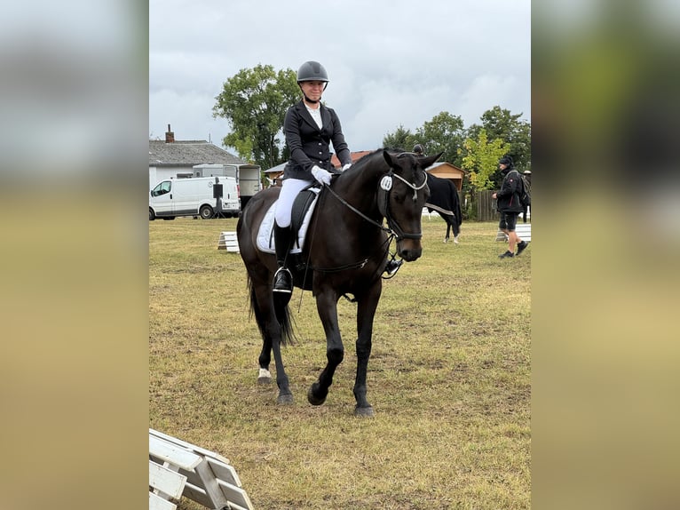 Deutsches Sportpferd Stute 8 Jahre 166 cm Schwarzbrauner in Stendal