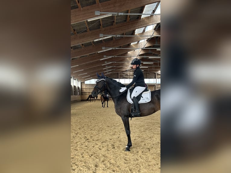 Deutsches Sportpferd Stute 8 Jahre 167 cm Brauner in Frankenhardt
