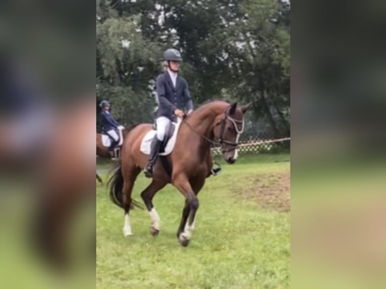 Deutsches Sportpferd Stute 8 Jahre 167 cm Brauner in Börnichen/Erzgebirge