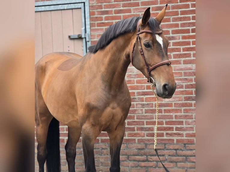 Deutsches Sportpferd Stute 8 Jahre 167 cm Brauner in Someren