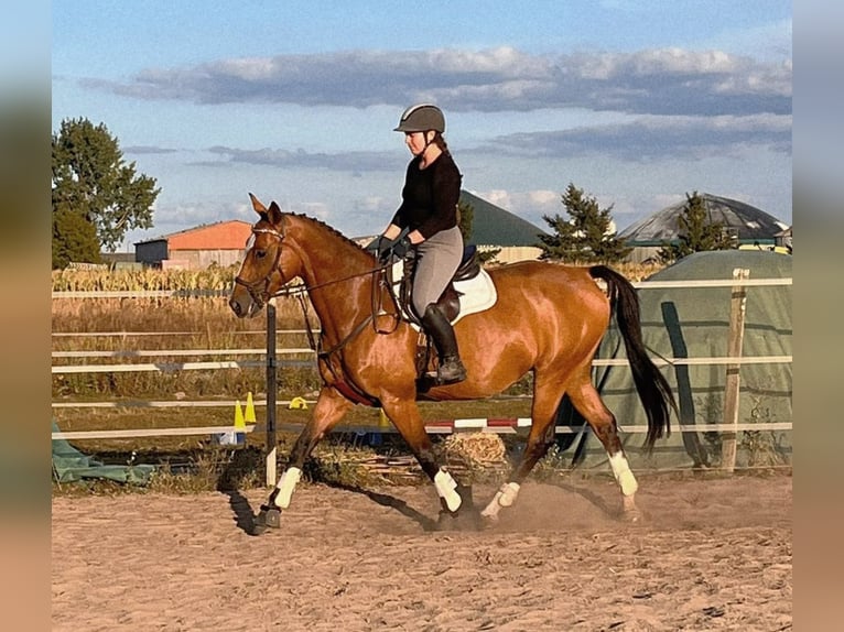 Deutsches Sportpferd Stute 8 Jahre 167 cm Brauner in Gransee