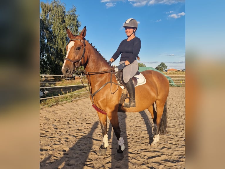 Deutsches Sportpferd Stute 8 Jahre 167 cm Brauner in Gransee